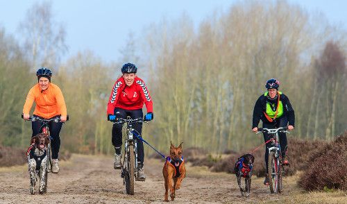 Cyclistes en train de faire du canivtt avec leurs chiens